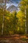 Slovenia, Triglav National Park. Julian Alps and forest in autumn. Art Print